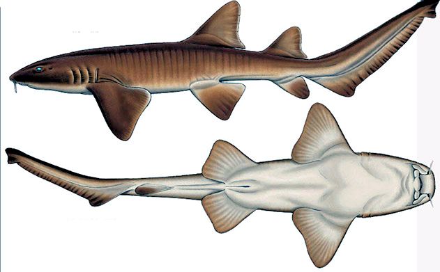 Ginglymostoma cirratum_08.jpg